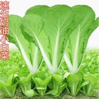 四季奶油小白菜种子 播种速生耐热耐寒蔬菜种子阳台种植青菜