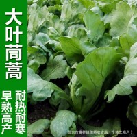 大叶茼蒿种子叶多火锅菜皇帝菜籽种子春夏秋四季播农家蔬菜种籽孑