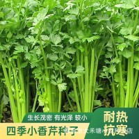 四季小香芹种子耐热芹菜种籽春秋季易种青菜籽蔬菜种孑农家菜籽