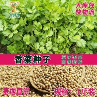 散装香菜种子 农田菜地盆栽四季蔬菜芫荽香菜籽香味浓郁