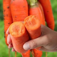 散装胡萝卜种子 农田菜地种植盆栽四季蔬菜脆甜耐储胡萝卜籽