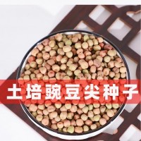 批发水培芽苗菜种子大叶绿玉豌豆土培豌豆尖种