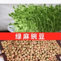 批发水培芽苗菜种子绿麻豌豆无土栽培纸上种菜麻豌豆种