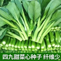 广东四九菜心种子四季速生青菜白菜苔种籽大全春秋蔬菜种孑子大全