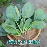 趴地菠菜种子黑园叶菠菜种籽生长速度快耐寒越冬蔬菜种子大全