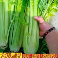 大肉西芹种子芹菜种籽肉厚脆爽春秋四季可播庭院田园农家蔬菜种子