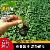 基地 种植基地发货 免费技术指导 博洋9甜瓜苗 抗病毒 果香诱人