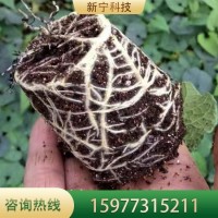 罗汉果苗 贵 州基地种植批发 当年挂果庭院四季种植