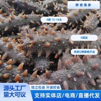 鲜食海参15-18头即食0添加大连辽刺参规格齐全源头工厂一件代发