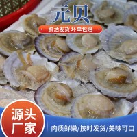 供应海鲜水产新鲜元贝大扇贝烧烤专用食材海鲜鲜活家庭商用元贝