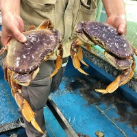 当天缺氧冰鲜加拿大珍宝蟹冰鲜黄道蟹美国超大螃蟹酒楼餐厅商用